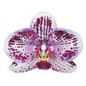 Орхидея 2 ветки (Jambi)